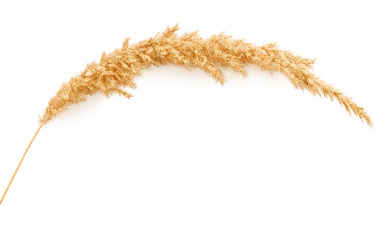 עלה